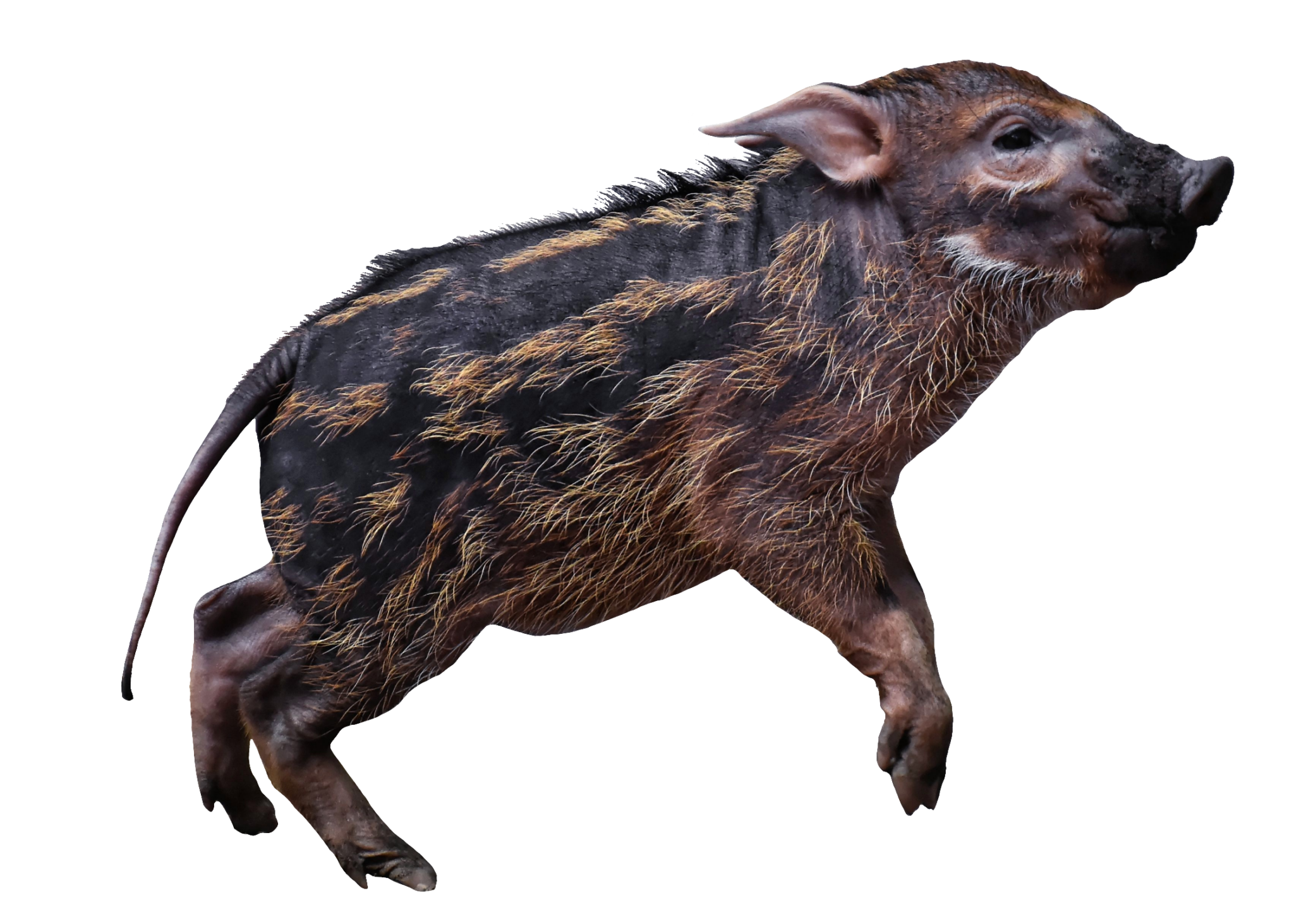 Wild Boar PNG Images Free Download - Pngfre