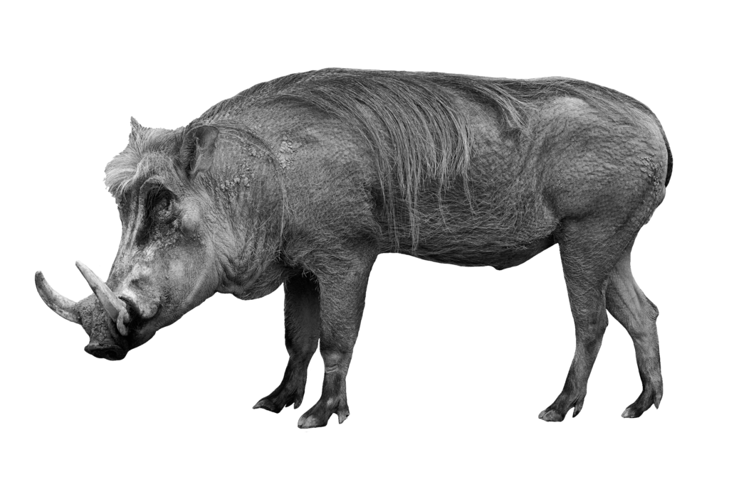Wild Boar PNG Image