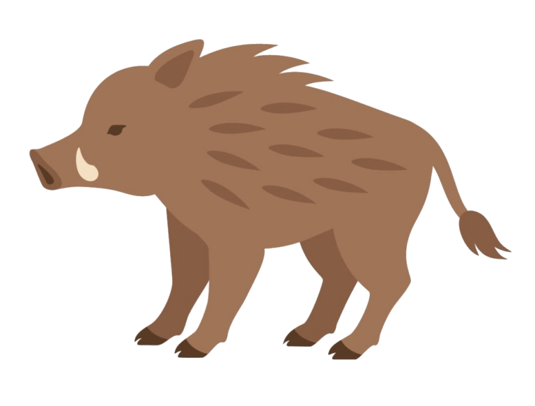 Wild Boar PNG Images Free Download - Pngfre