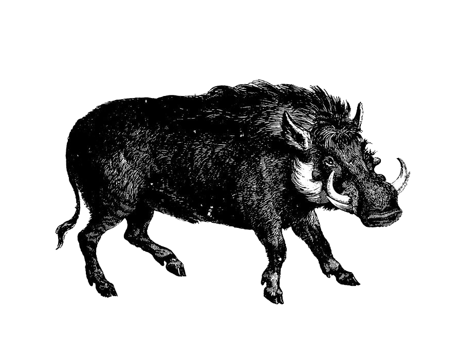Wild Boar Sketch PNG