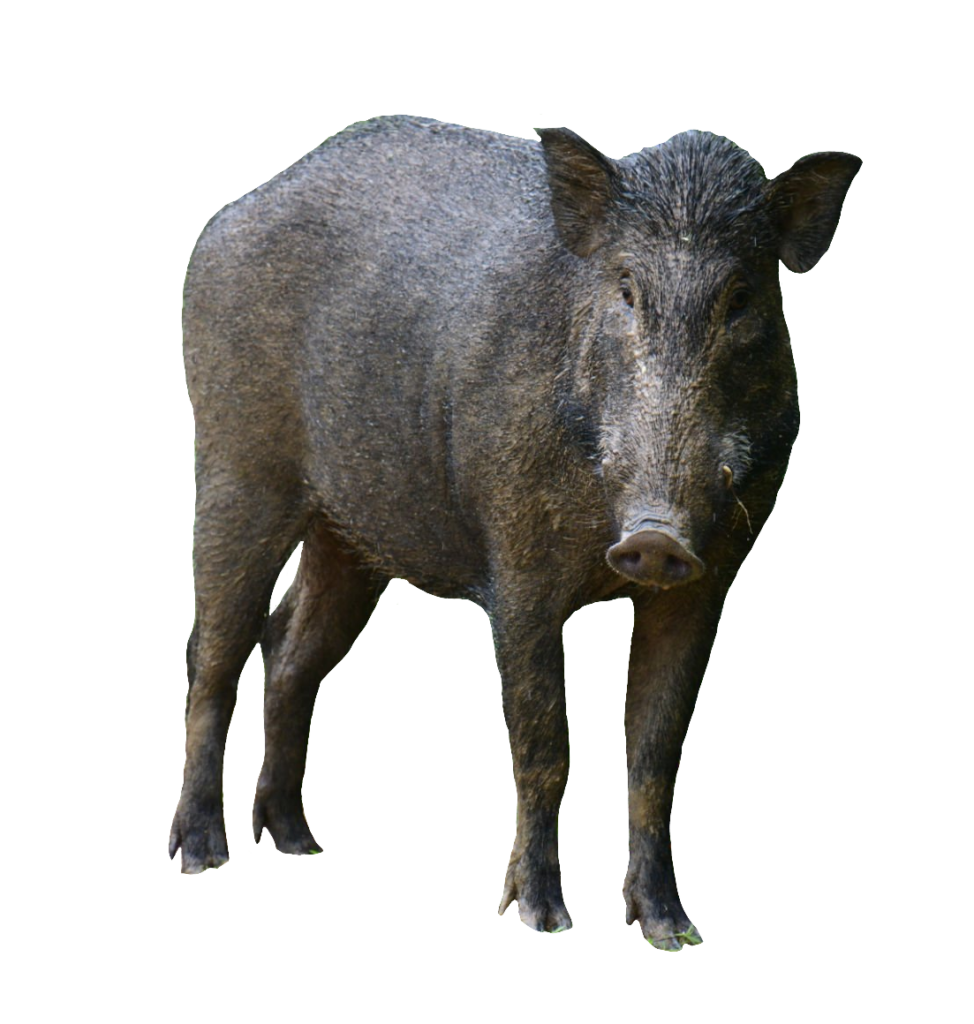 Transparent Wild Boar PNG Image