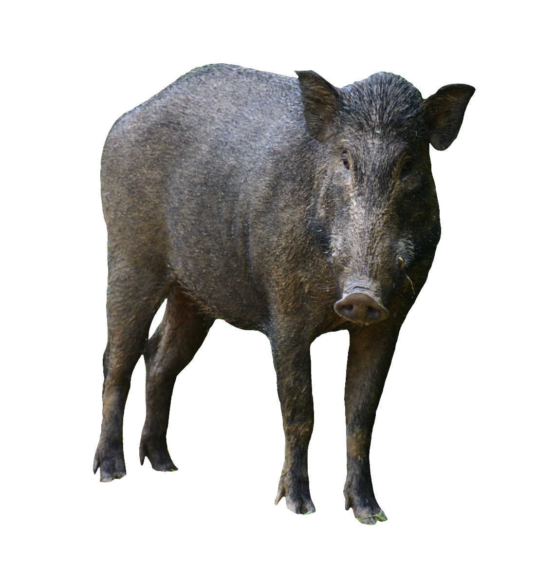 wild-boar-5