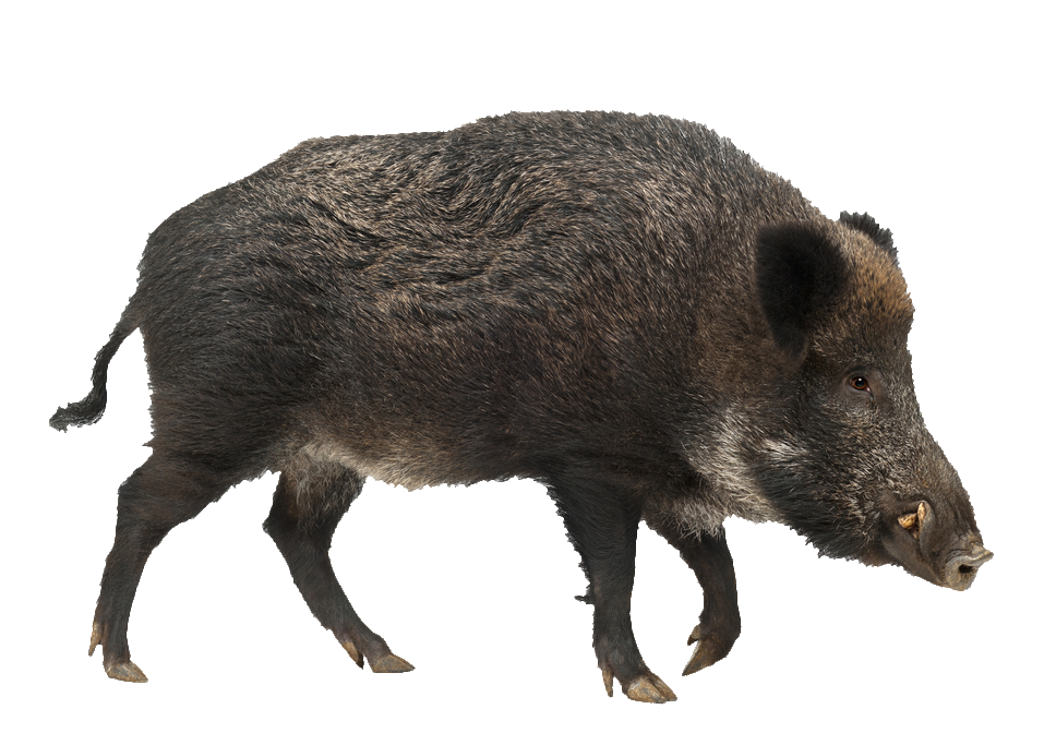 wild-boar-6