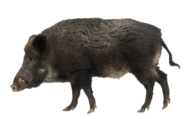 Wild Boar PNG Images Free Download - Pngfre