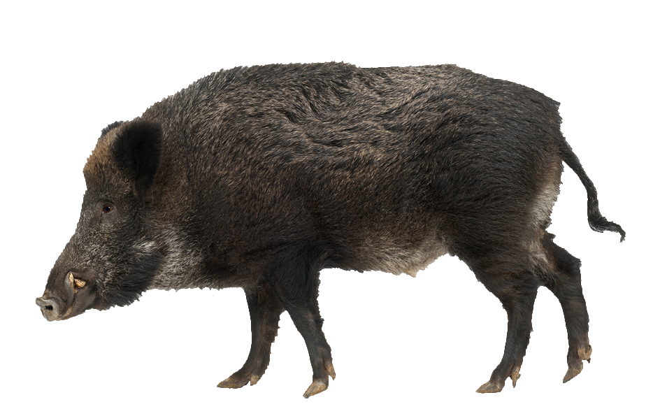 wild-boar-8