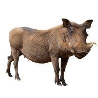 Wild Boar PNG Image