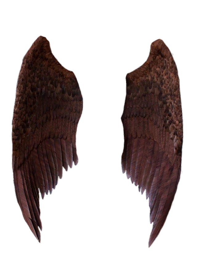 Realistic Wings Png