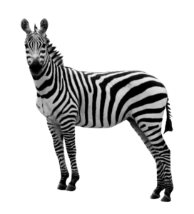 Transparent Zebra PNG Image