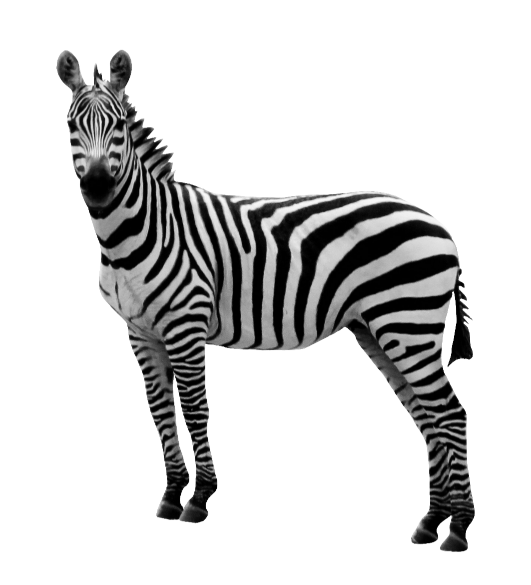 zebra-23