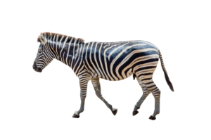 Transparent Zebra PNG