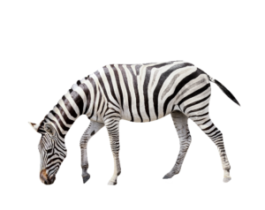 Transparent Zebra PNG