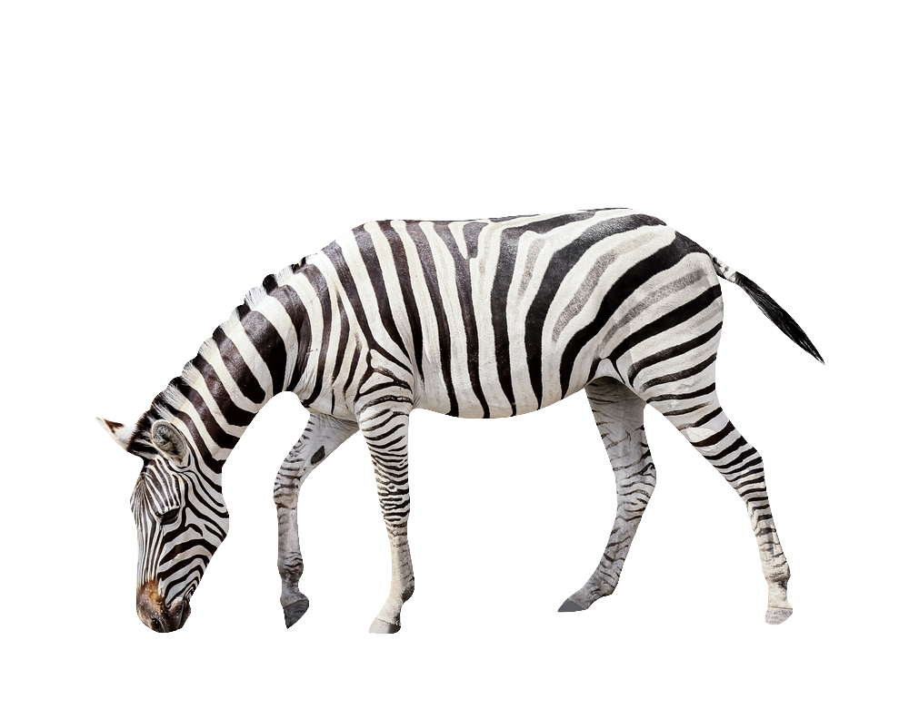 zebra-27