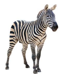 High-resolution Zebra PNG