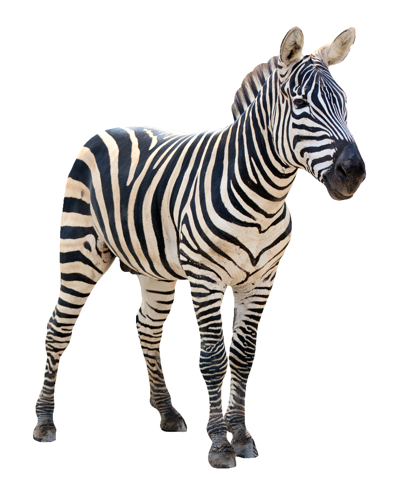 zebra-28