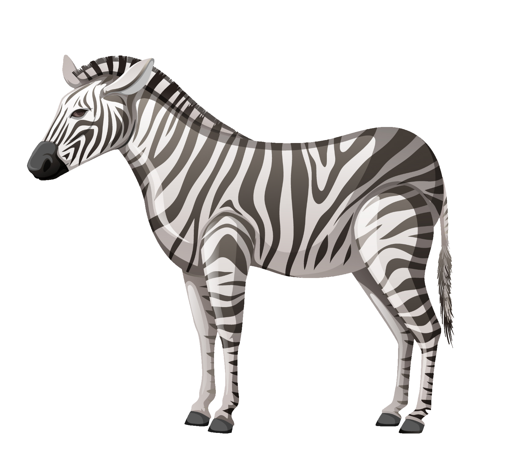 zebra-34