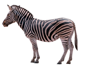 Small Zebra PNG