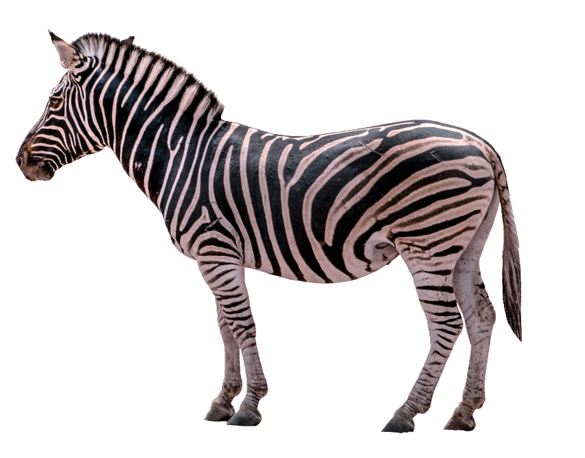 zebra-35