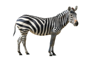 Transparent Zebra PNG