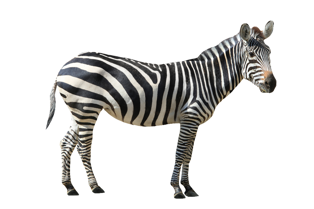 zebra-36