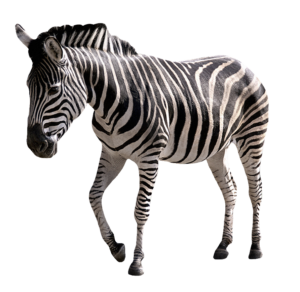 Transparent Zebra PNG