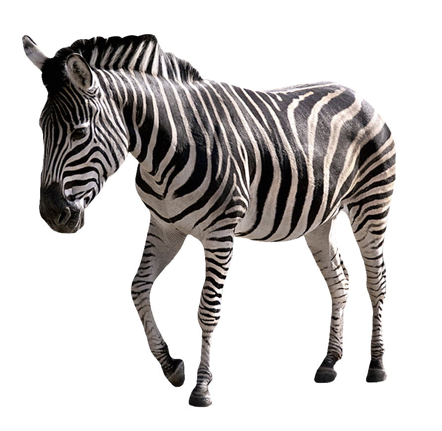 zebra-38