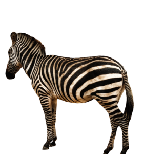 Wild Zebra PNG