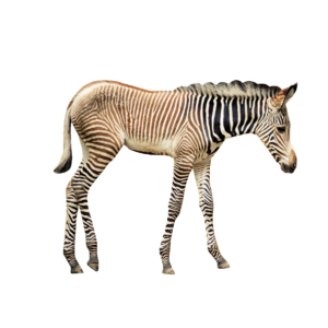 Walking Zebra Image with Transparent background