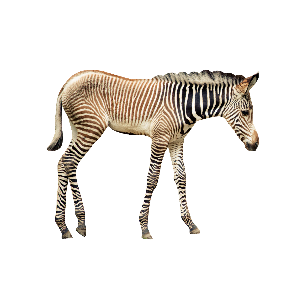 zebra-40