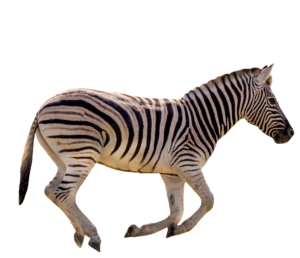 Running Zebra PNG