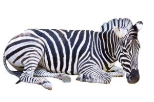 Sitting Zebra PNG