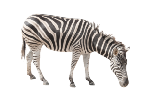 Realistic Zebra PNG