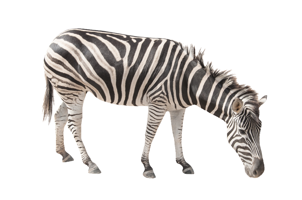 zebra-43