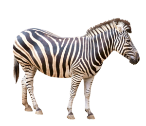 Zebra Animal PNG