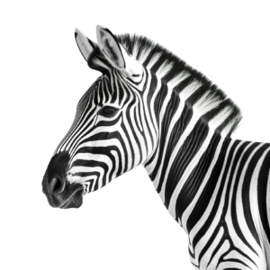 Zebra Head PNG