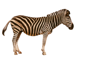 Yellow Zebra PNG