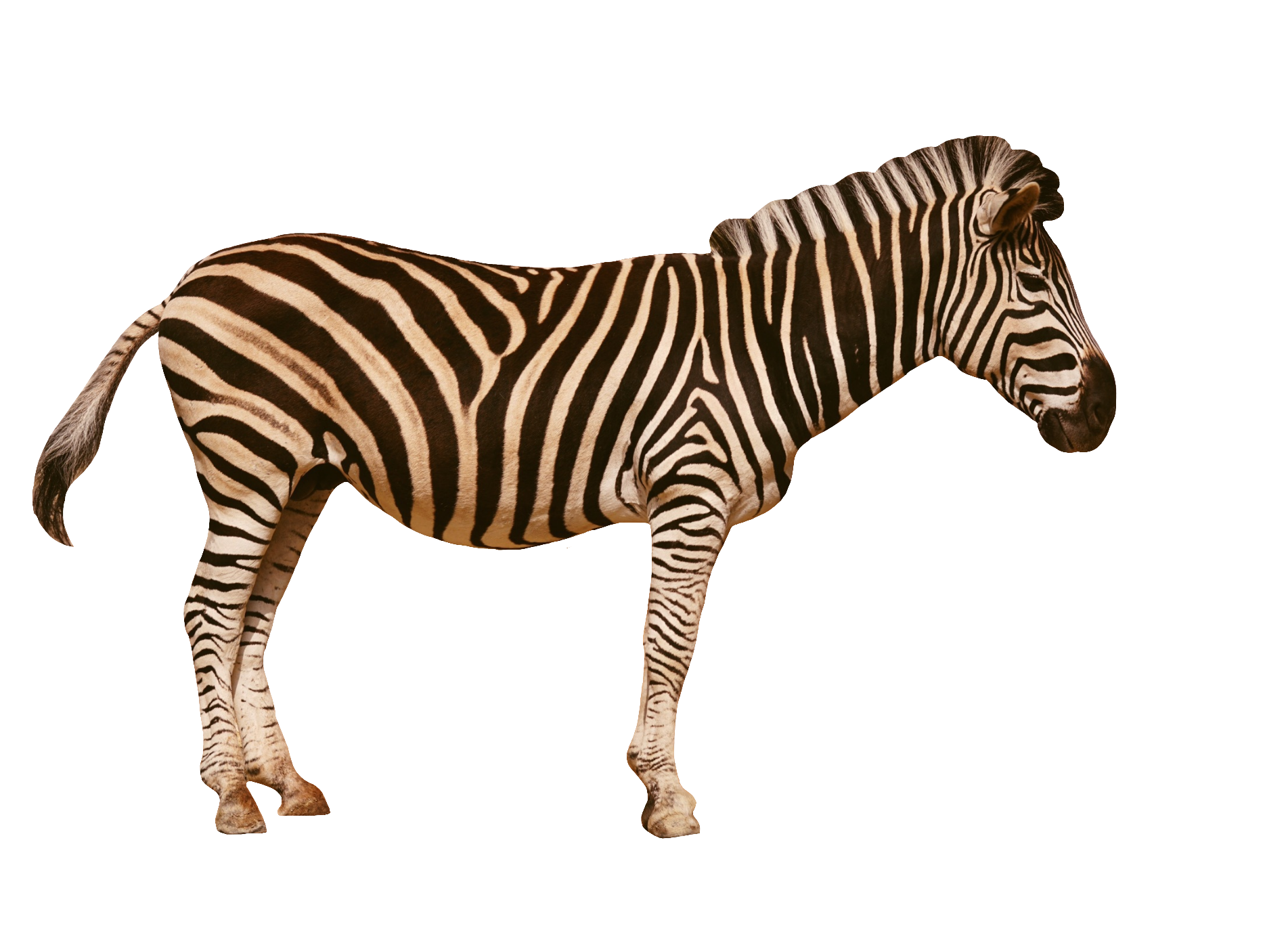 zebra-48