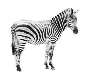 Black and White Zebra PNG