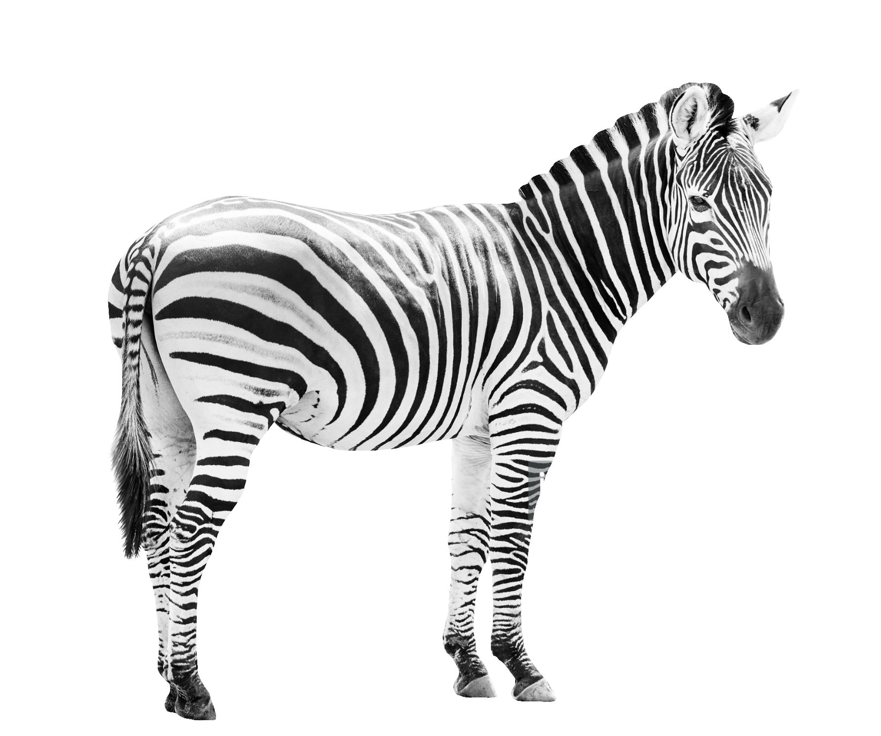 zebra-50