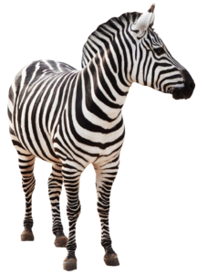 HD Zebra PNG