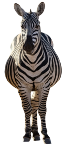 Zebra Front View PNG