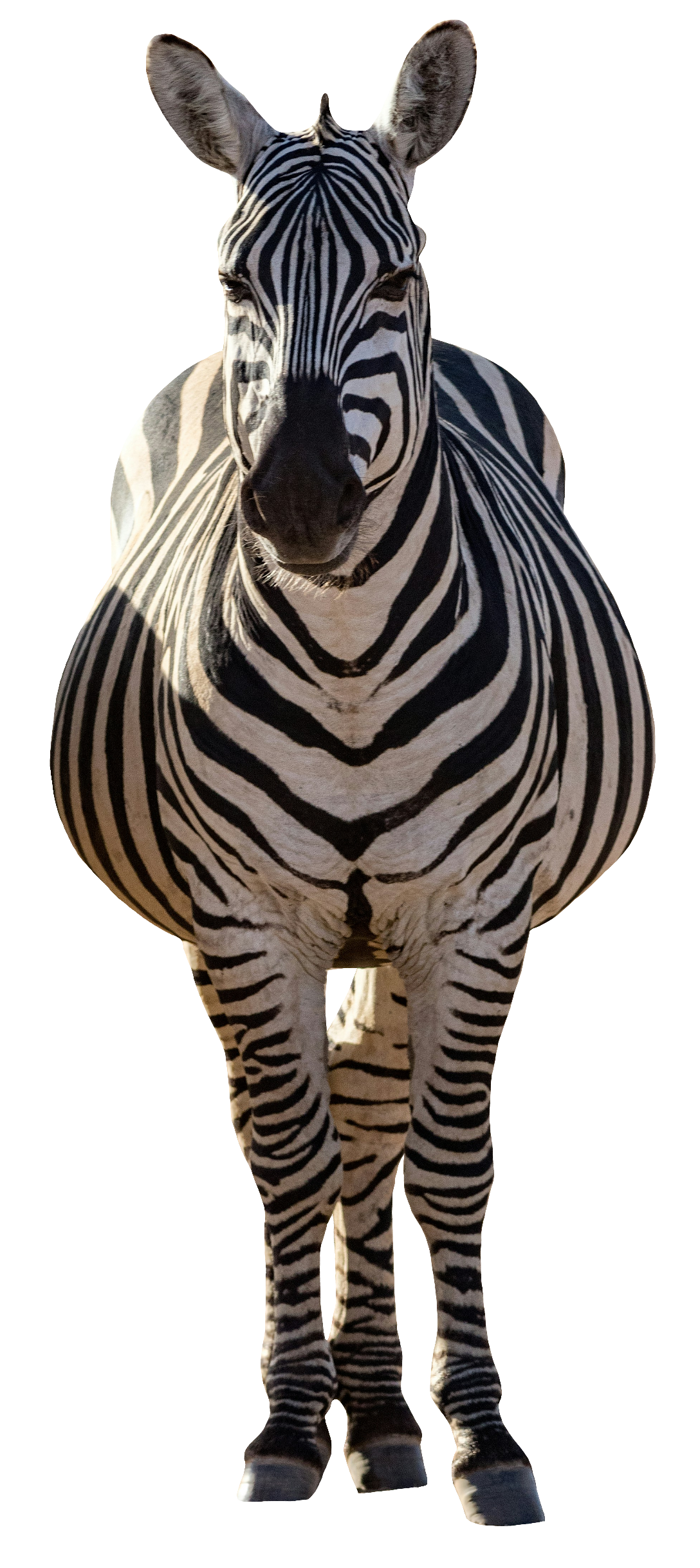 zebra-53