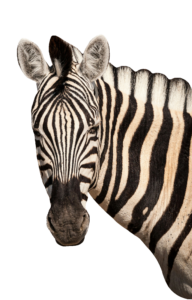 Zebra Head PNG