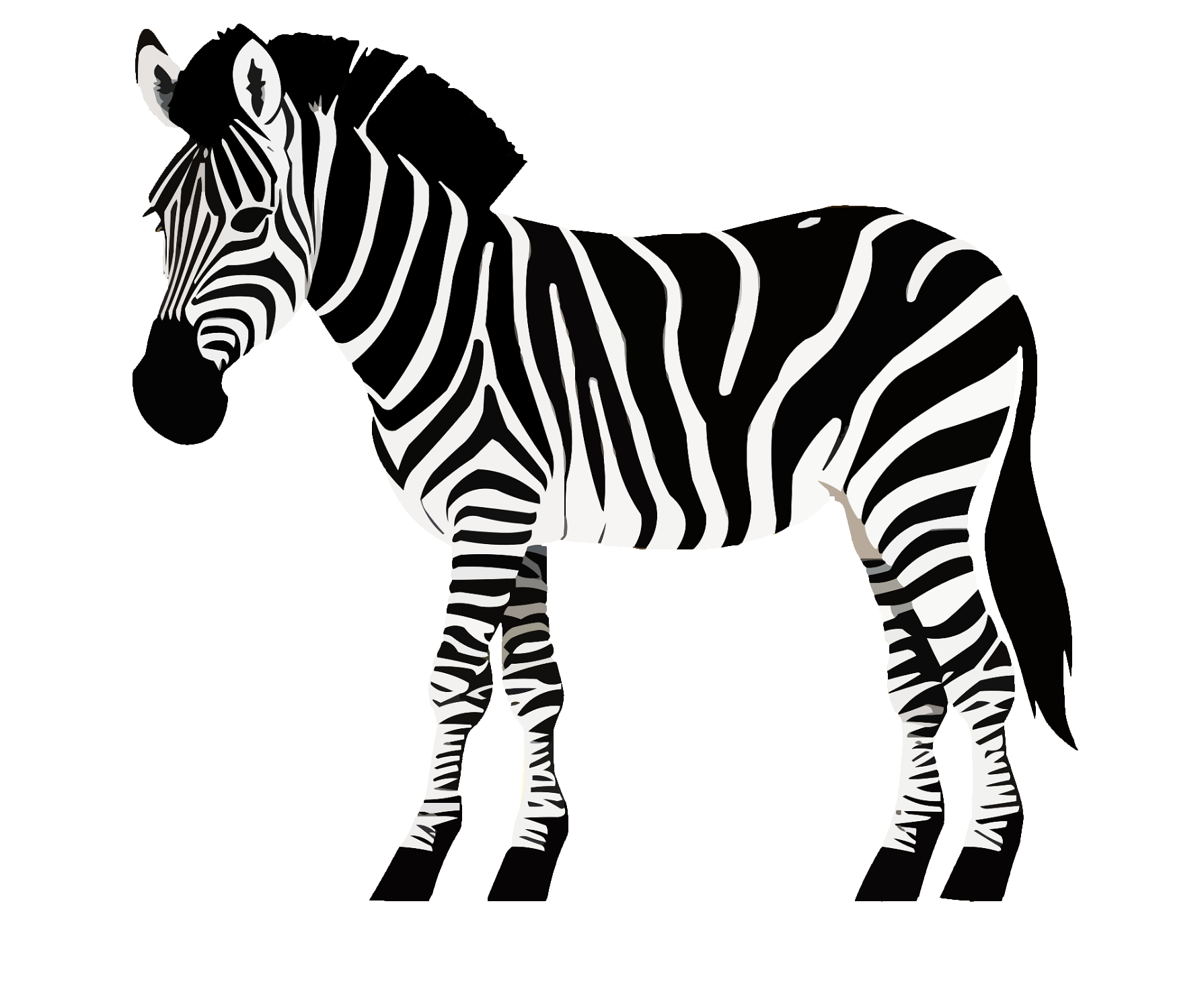 zebra-55