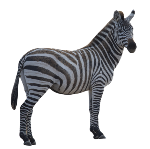 Full HD Zebra PNG Image