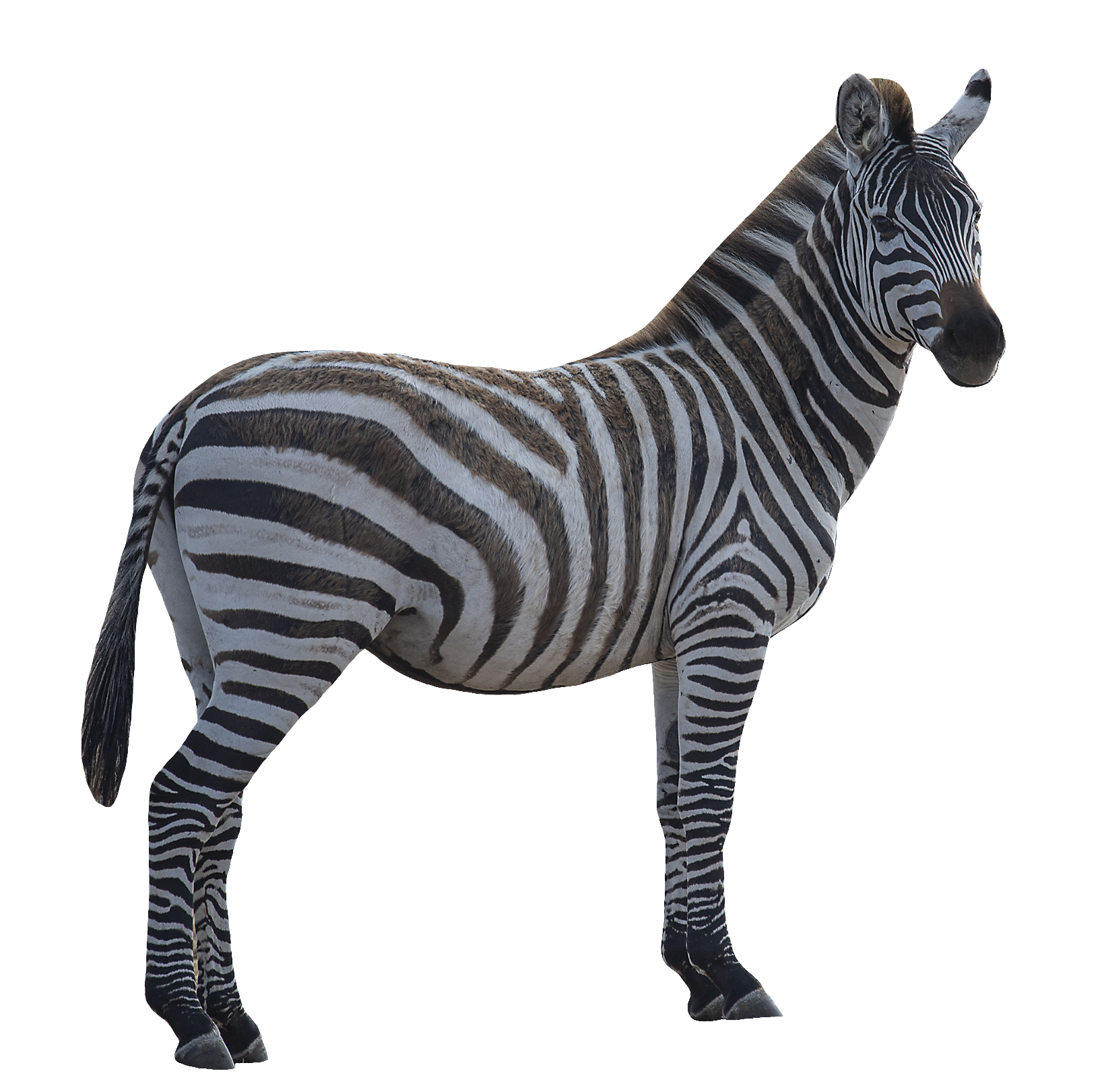 zebra-56