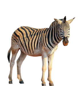 Wild Zebra PNG