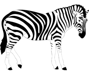 Zebra Drawing PNG