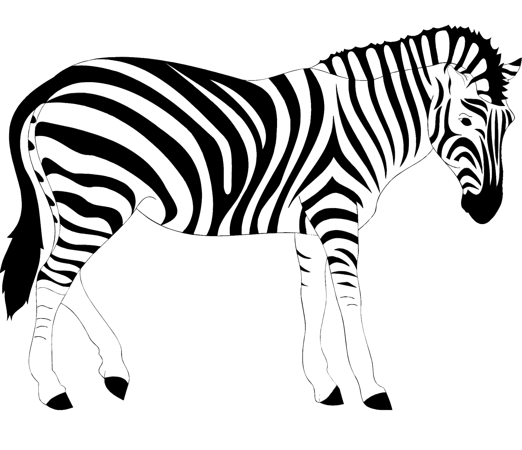 zebra-59