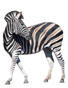 Transparent Zebra PNG