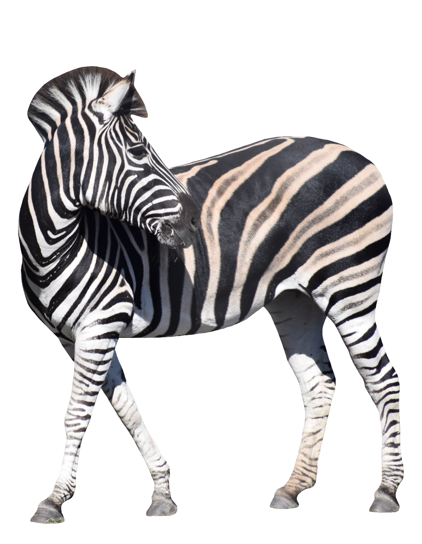 zebra-60